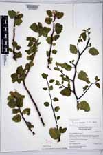 Bursera epinnata image