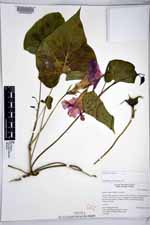 Ipomoea indica image