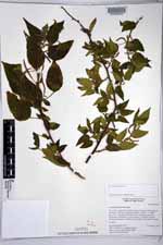 Acalypha umbrosa image