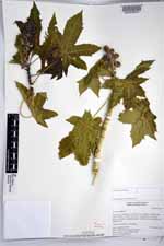 Ricinus communis image