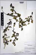 Crotalaria incana image