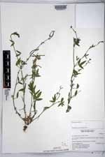 Desmodium scorpiurus image