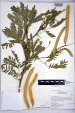 Prosopis juliflora image