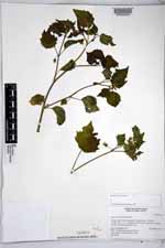 Physalis cordata image