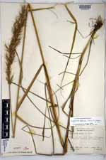 Sorghastrum pohlianum image