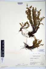 Asplenium formosum image