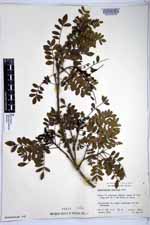 Zanthoxylum fagara image