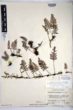 Polypodium polypodioides image