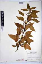 Acalypha umbrosa image