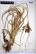 Cyperus duripes image