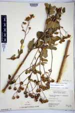 Bahiopsis chenopodina image