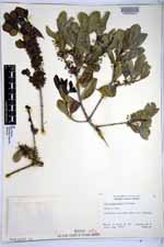 Ilex socorroensis image