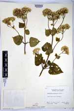 Ageratina pichinchensis image