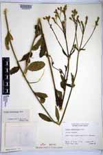 Verbena sphaerocarpa image