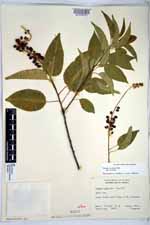 Prunus serotina var. serotina image