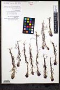 Castilleja exserta subsp. exserta image