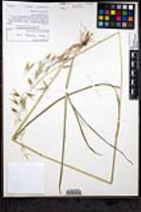 Avena barbata image