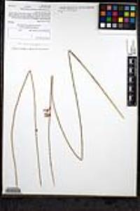 Juncus mexicanus image