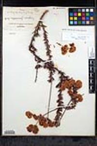 Eriogonum fasciculatum image