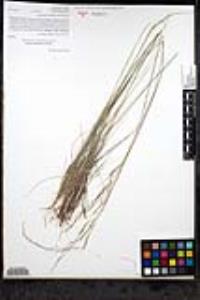 Stipa lepida image