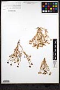Blennosperma nanum image
