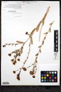 Grindelia camporum image