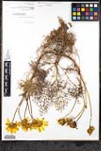Leptosyne gigantea image