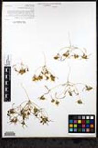 Pectis papposa image