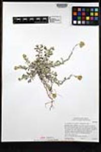 Pseudognaphalium luteoalbum image
