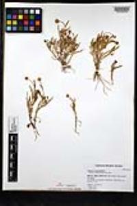 Cotula coronopifolia image