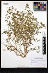 Acmispon maritimus var. brevivexillus image