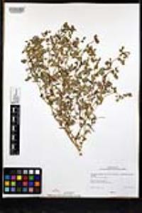 Acmispon maritimus var. brevivexillus image