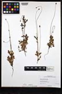 Papaver californicum image