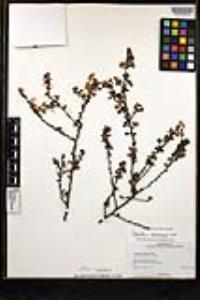 Ceanothus verrucosus image