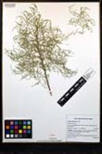 Tamarix ramosissima image