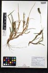 Cenchrus echinatus image