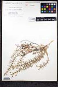 Leptosiphon floribundum image