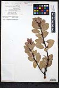 Arctostaphylos peninsularis image