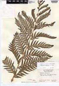 Woodwardia fimbriata image