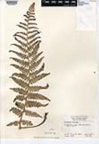 Dryopteris filix-mas image