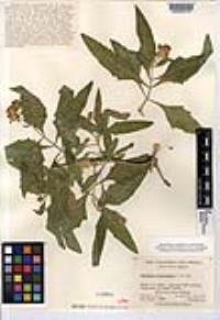 Image Associated With the Occurence