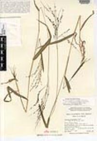 Panicum alatum var. longiflorum image