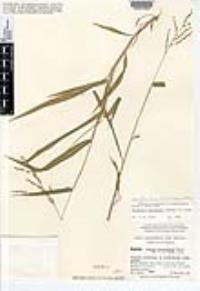 Urochloa fusca image