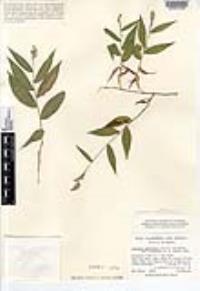 Lasiacis ruscifolia var. ruscifolia image