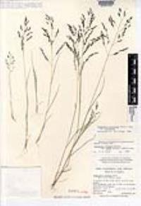 Eragrostis pectinacea var. pectinacea image