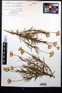 Ericameria linearifolia image