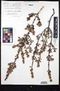 Ceanothus greggii var. perplexans image