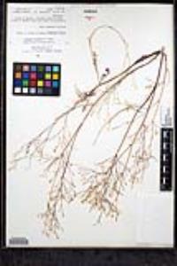 Saltugilia caruifolia image