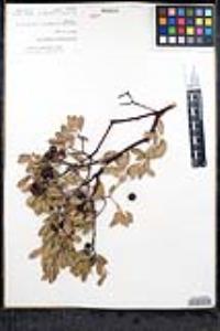 Arctostaphylos pungens image