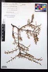 Prunus fasciculata var. fasciculata image